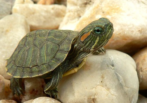 How to raise a Mississippi red-eared turtle? The general approach is the same