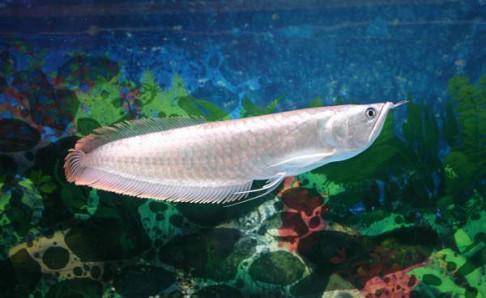 Silver arowana and what fish mixed raise good? These are more suitable