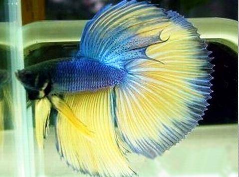 Are betta fish easy to raise? The method is the most important