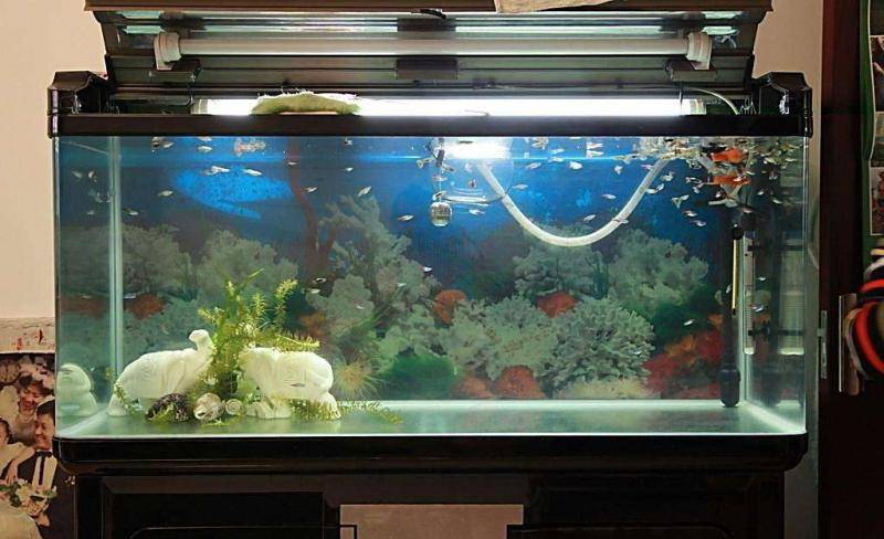 Have you mastered the tips for cleaning the fish tank