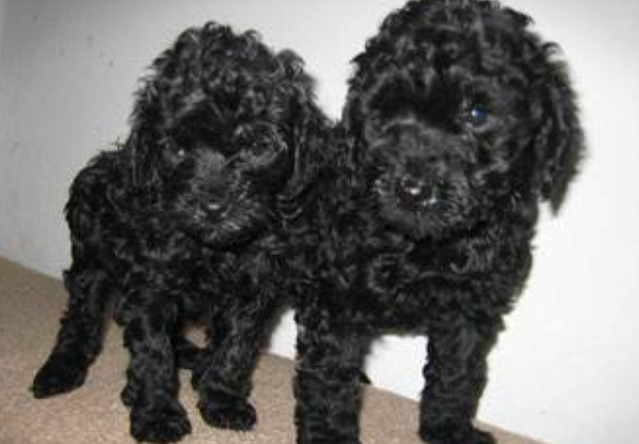 Where can I get a black poodle? Pay attention to these issues when buying