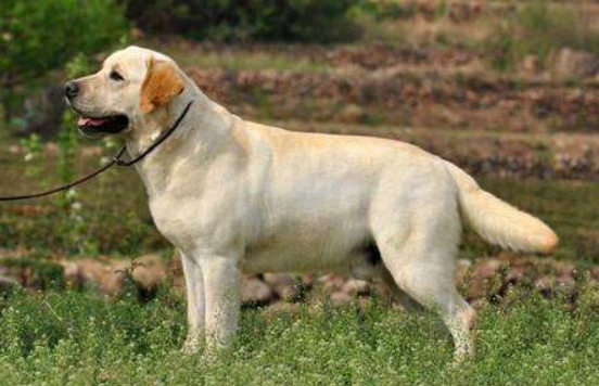 Buy Labrador matters for attention, observe these points