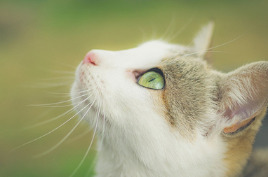 What smells are cats afraid of? It’s a real fear