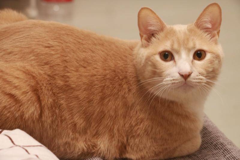 Why is Orange Cat so fat? Eat more naturally fat