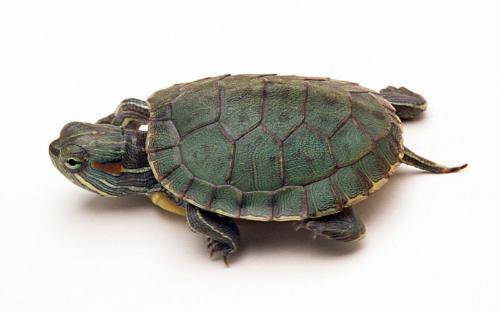 What if the little Brazilian turtle doesn’t eat? These methods can be tried