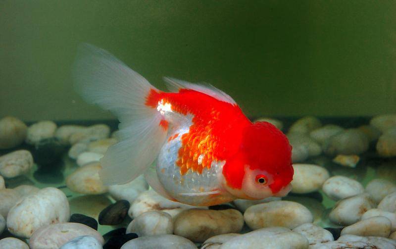 Can goldfish and koi breed together? Here’s some advice for you