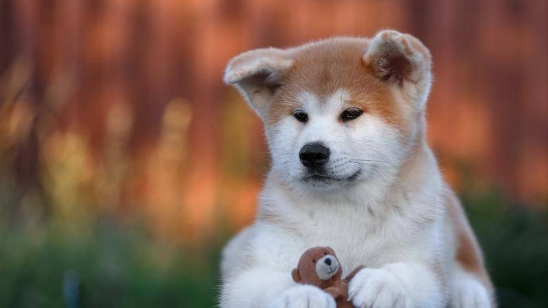 Is the Akita good? Don’t be fooled by its appearance