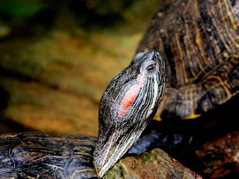 Can a Brazilian red-eared turtle recognize a person? It will know you if it is well bred