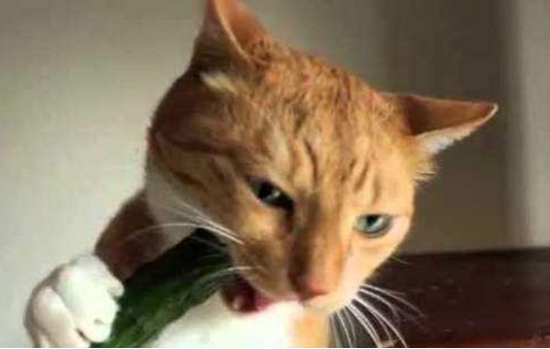 Why are cats afraid of cucumbers? It’s not because of that, it’s because of that