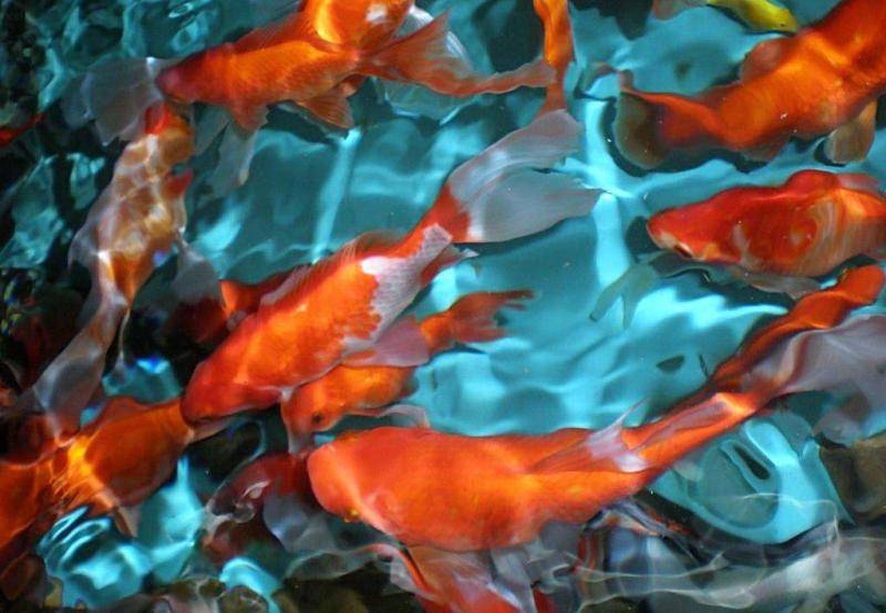 Precautions for raising koi carp, these are to be paid attention to