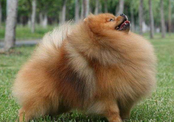 Pomeranian unhappy when the performance, the most obvious is these several