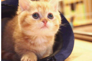 Why is orange cat easy to fat? It’s very cute, too