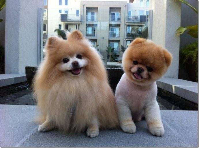 There are several varieties of white Pomeranian, basically