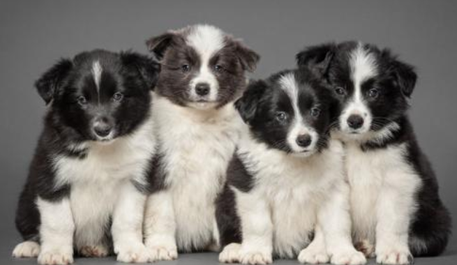 How to choose a border collie puppy? These are the main considerations