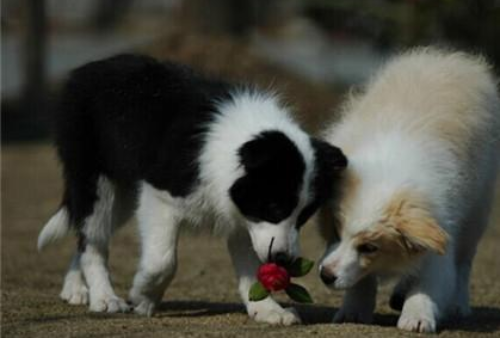 Can a border collie fight a German shepherd? You wouldn’t know without looking at them