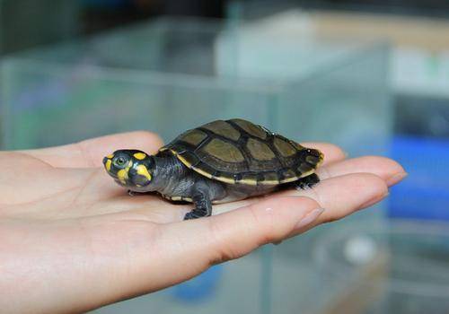 How often are pet turtles fed? Enough is enough