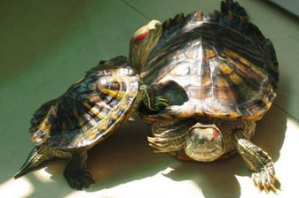 Brazilian red-eared turtle how to raise, suitable for the novice feeding method
