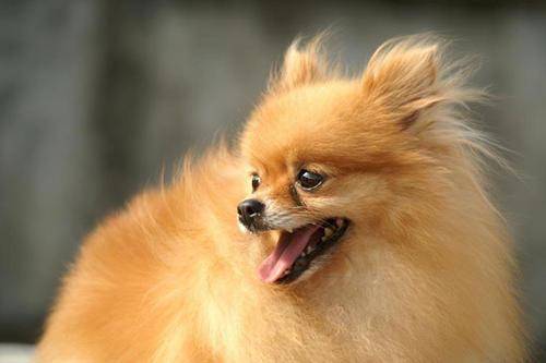 What does Pomeranian skin disease have? The main common ones are the following