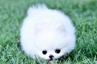 Pomeranian just bought call how to do? You have to learn to do that