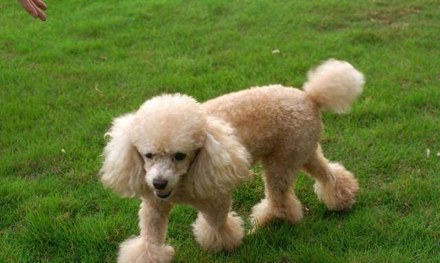How does poodle have tear mark to do? These are the common treatments