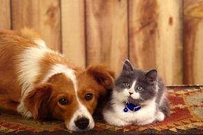 Can dogs eat cat food? Read through this to clear your mind