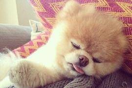 Why does Pomeranian love to sleep? There are several reasons
