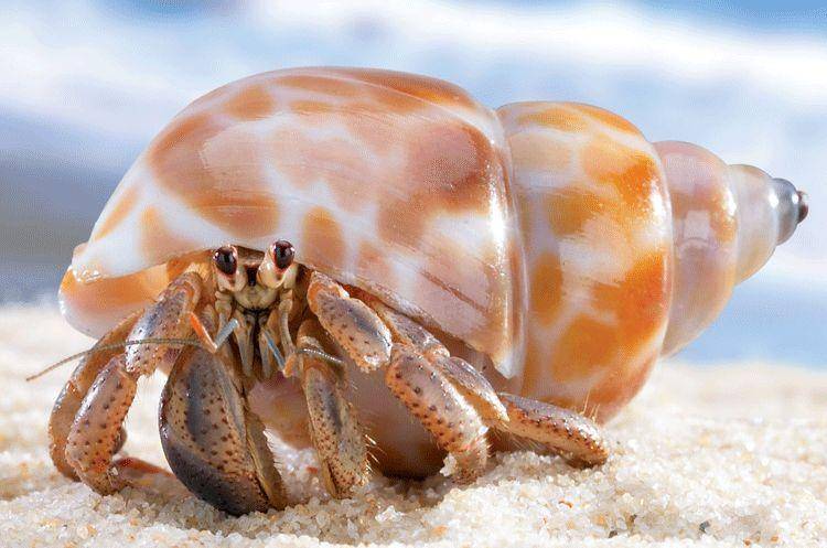 How to raise hermit crabs? The aquarian curator has a few tips for you