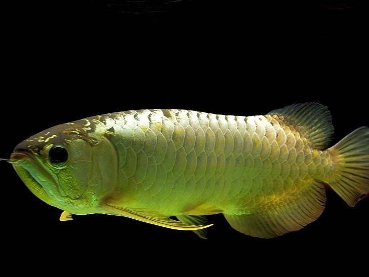 How to raise the golden arowana? Must learn experience here