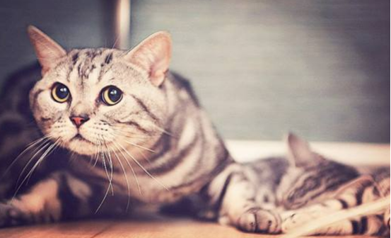 What are the advantages of owning a cat? There’s probably a lot you don’t realize