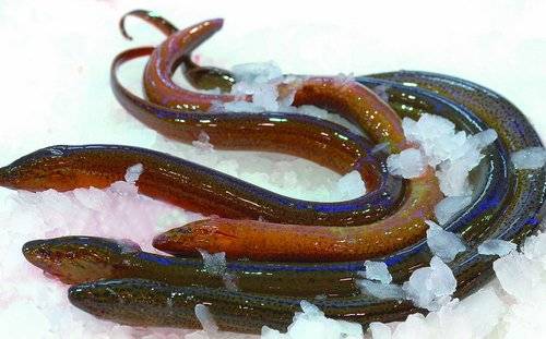 What do eels eat? Meat is more favored