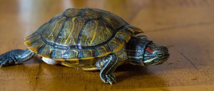 How to keep a turtle? First understand these basic knowledge