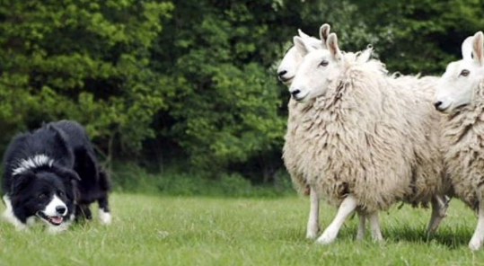 It’s kind of interesting how border collies get their name