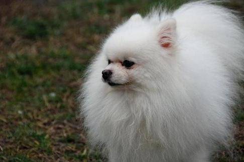 What should I do about Pomeranian black skin disease? Depending on the situation, it can be sent to the doctor