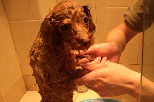 Is Poodle skin disease contagious? What can I do to solve this problem?