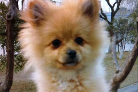 Pomeranian dog cold how to care, do a good job of these points will be almost
