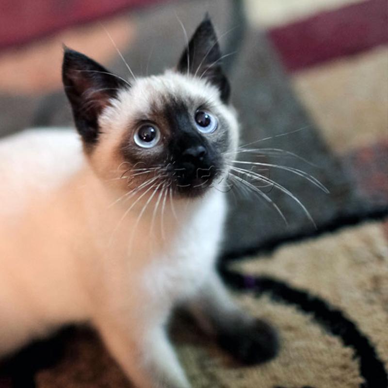How to care for the eyes and ears of Siamese cats