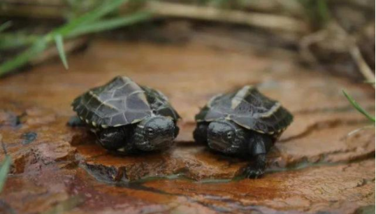 Chinese grass turtle how to raise, ten years of experience in turtle farming summary