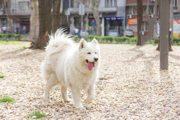 Does Samoyed eat much? It depends on which stage you are in