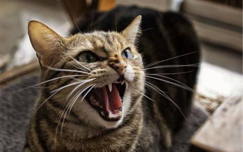 The performance of the cat angry, these performances can indicate