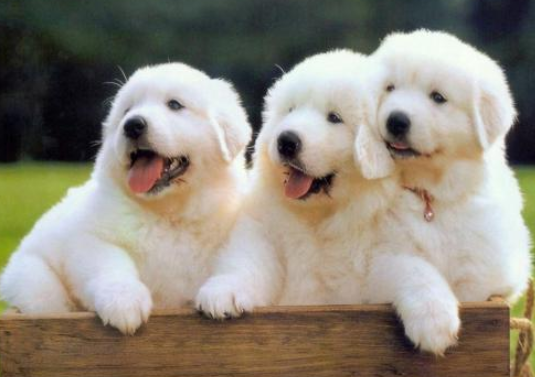 How to see the purity of the Great Pyrenees puppies? These are the points that must be looked at
