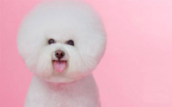 What foods are good for Bichon Frise? These foods are very beneficial