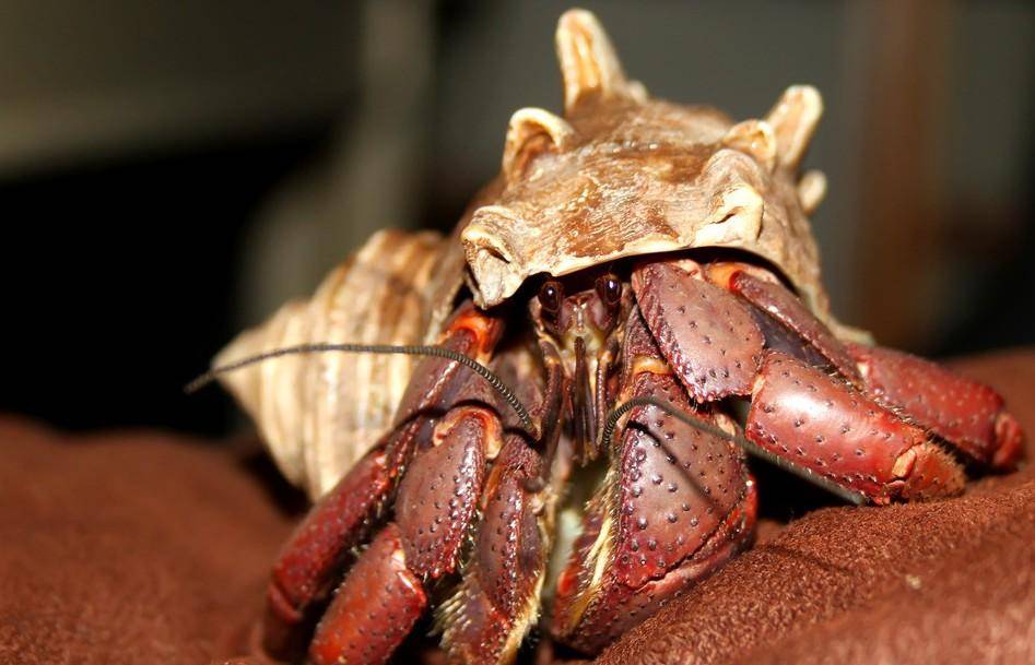 What does the hermit crab eat? It belongs to a heavy family