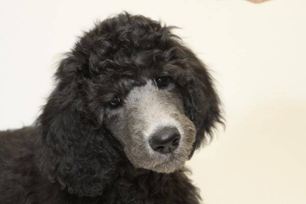 What should I do if my poodle has worms in its stomach? These are a few suggestions to keep in mind
