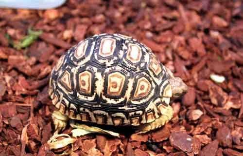 What does the leopard tortoise eat? What do you need to pay attention to when raising it