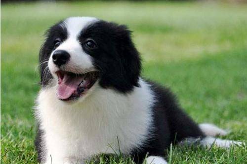 Raising a border collie advantages and disadvantages, to understand the comprehensive to start