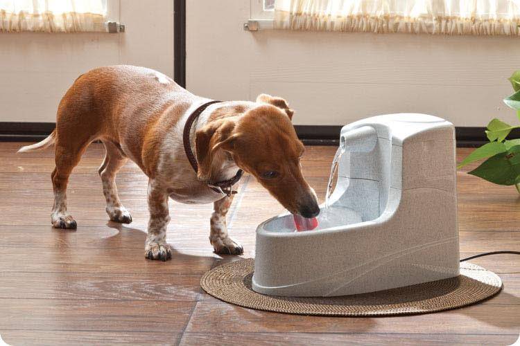 Dogs do not like to drink water how to do? These reasons are the primary consideration