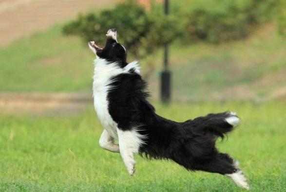 Why does the Border Collie keep barking? It could be a problem