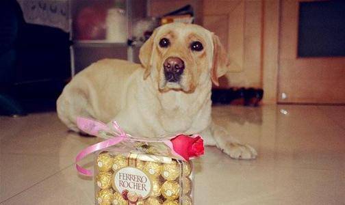 Why dogs can not eat chocolate, the consequences are really serious
