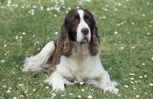 Is it good to have more Spaniel spots? Good or bad all depends on these