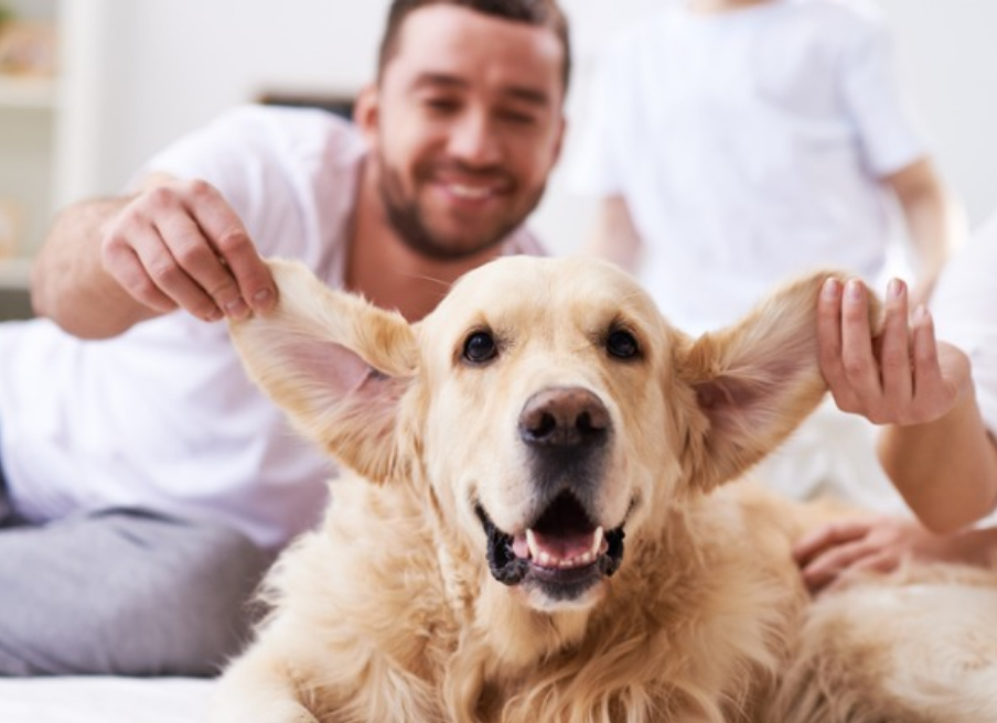 4 tips for treating ear infections in dogs